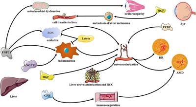 Beyond the Liver: Liver-Eye Communication in Clinical and Experimental Aspects